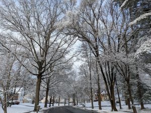 street with tall trees covered in snow