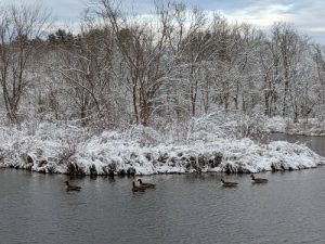 ducks swimming in the pond in the winter time