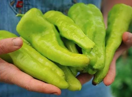 Green Cubanelle peppers